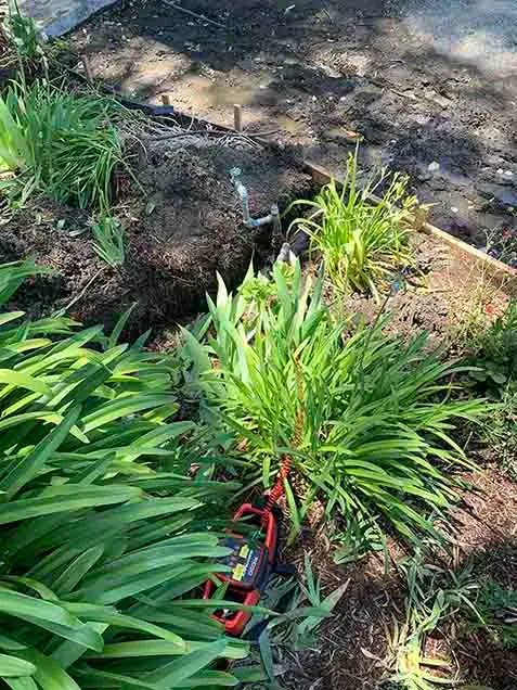 A garden bed with green plants and a red-black garden tool in the foreground; behind them, there is a dirt area with exposed roots, sunlight, and a partially visible sidewalk.