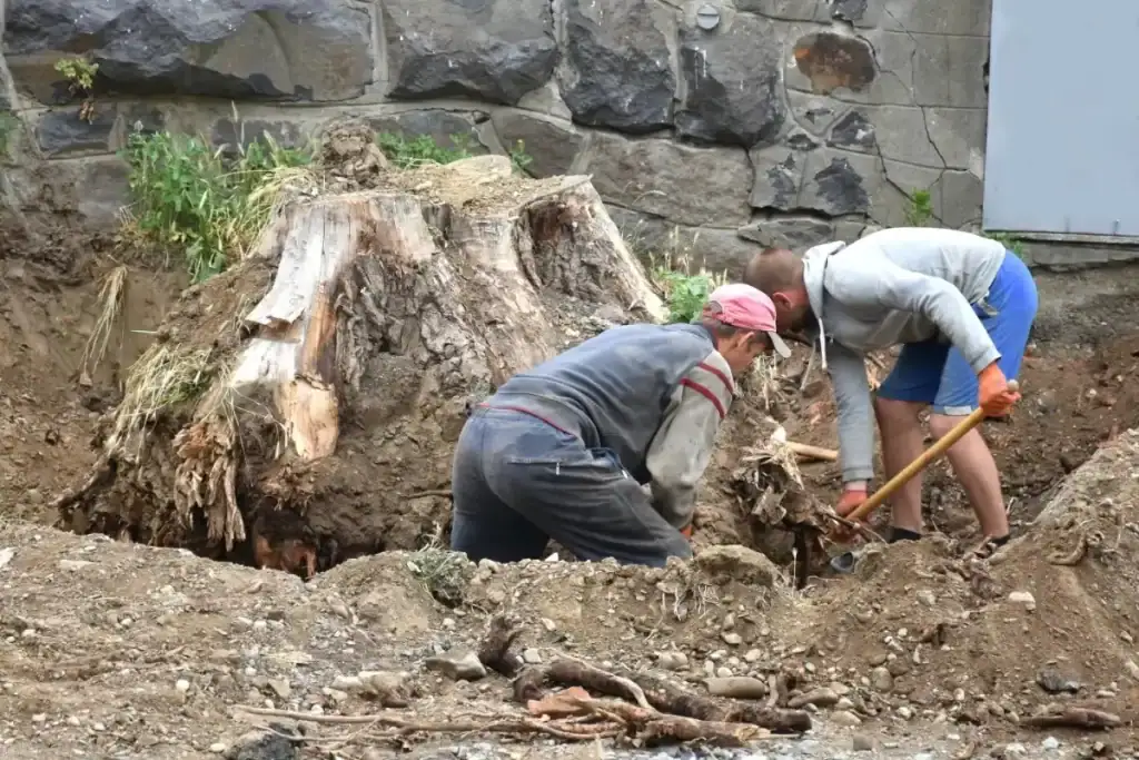 Two people are digging around a large tree stump in a dirt area near a stone wall, using shovels and tools to remove roots and soil.