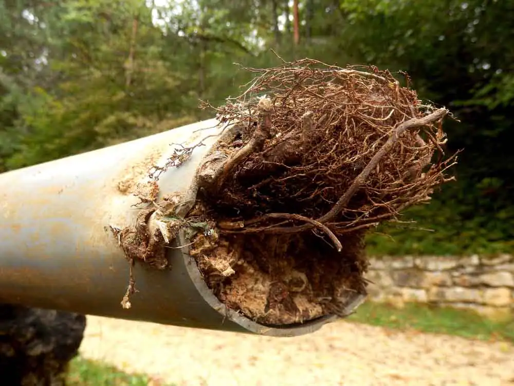 A close-up of a gray pipe clogged with dirt and tangled tree roots, set outdoors near a stone wall and surrounded by greenery.